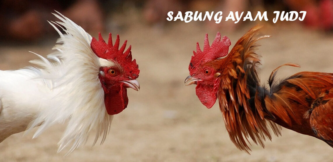 Kelebihan Sabung Ayam Judi Online Yang Layak Dicoba