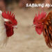 Kelebihan Sabung Ayam Judi Online Yang Layak Dicoba